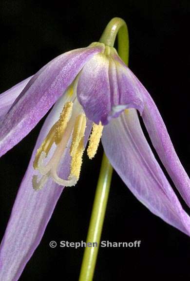 erythronium revolutum 9 graphic